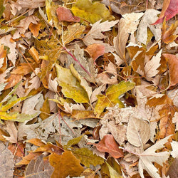 Nature Photo Backdrop - Autumn Leaves Backdrops SoSo Creative 